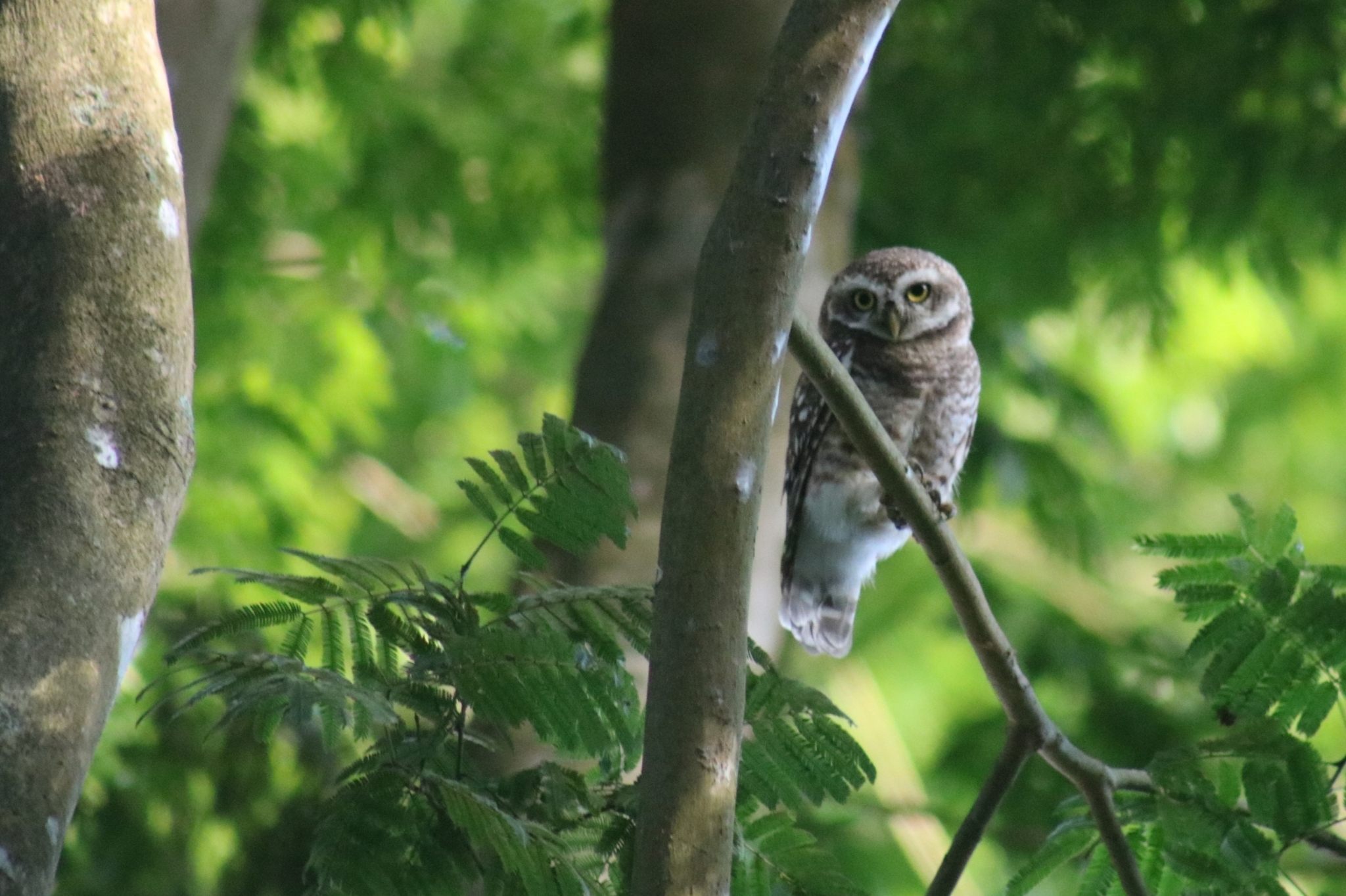 Spotted Owlet