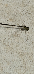 Ischnura elegans