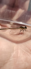 Ischnura elegans