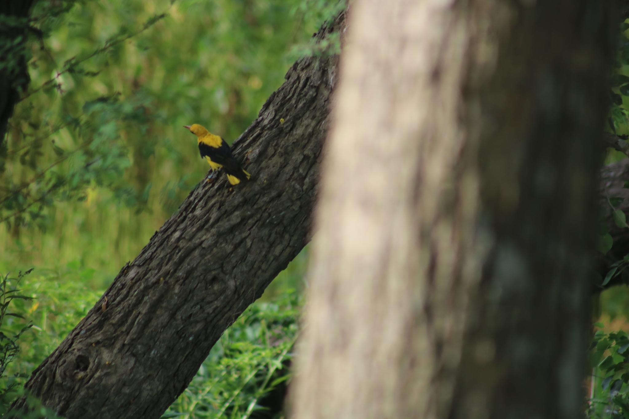 Indian Golden Oriole