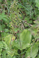 Neottia ovata