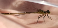 Ischnura elegans
