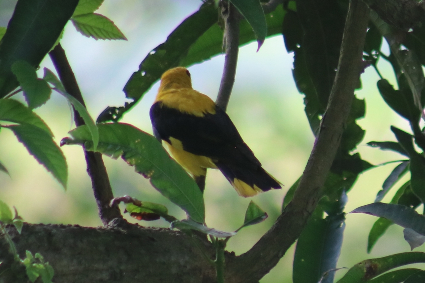 Indian Golden Oriole