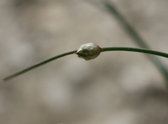 Allium saxatile
