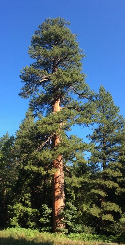 iNaturalist observation photo of Western Ponderosa Pine