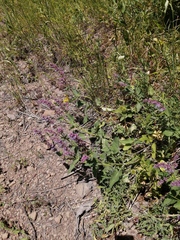 Cullen australasicum