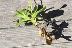 Micranthes stellaris