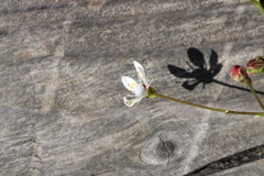 Micranthes stellaris