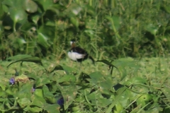 Hydrophasianus chirurgus