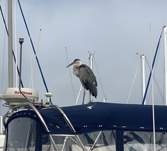 Ardea herodias