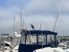 Ardea herodias