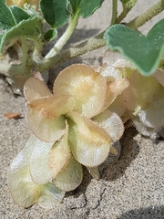 Tripterocalyx micranthus