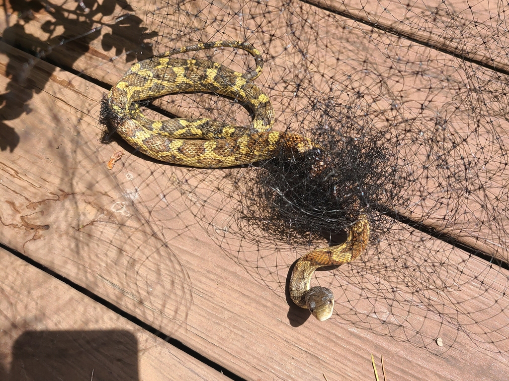 Western Ratsnake from Mandolin Village, TX 77070, USA on June 01, 2022
