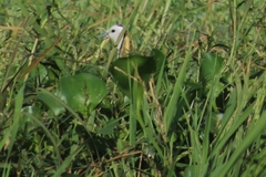 Hydrophasianus chirurgus