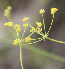 Bupleurum polyphyllum