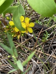 Hypericum tenuifolium