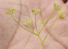 Bupleurum polyphyllum