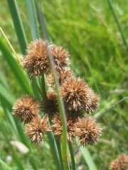 Juncus torreyi