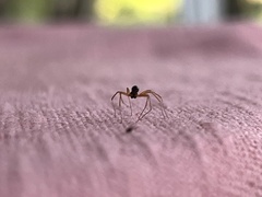 Ostearius melanopygius