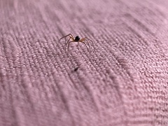 Ostearius melanopygius