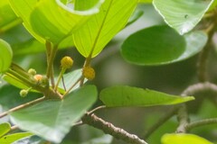 Coussapoa oligocephala