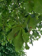 Aesculus hippocastanum