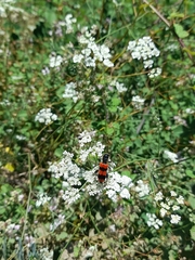Trichodes crabroniformis