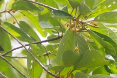 Coussapoa oligocephala