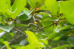 Coussapoa oligocephala