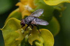 Tachinidae