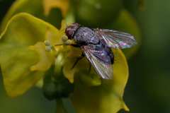 Tachinidae