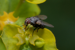 Tachinidae
