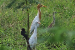 Bubulcus ibis