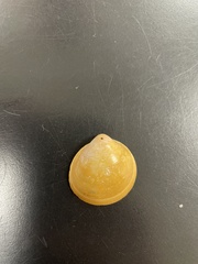 Laevicardium serratum