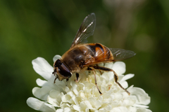 Eristalis tenax