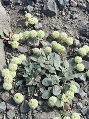 Eriogonum lobbii
