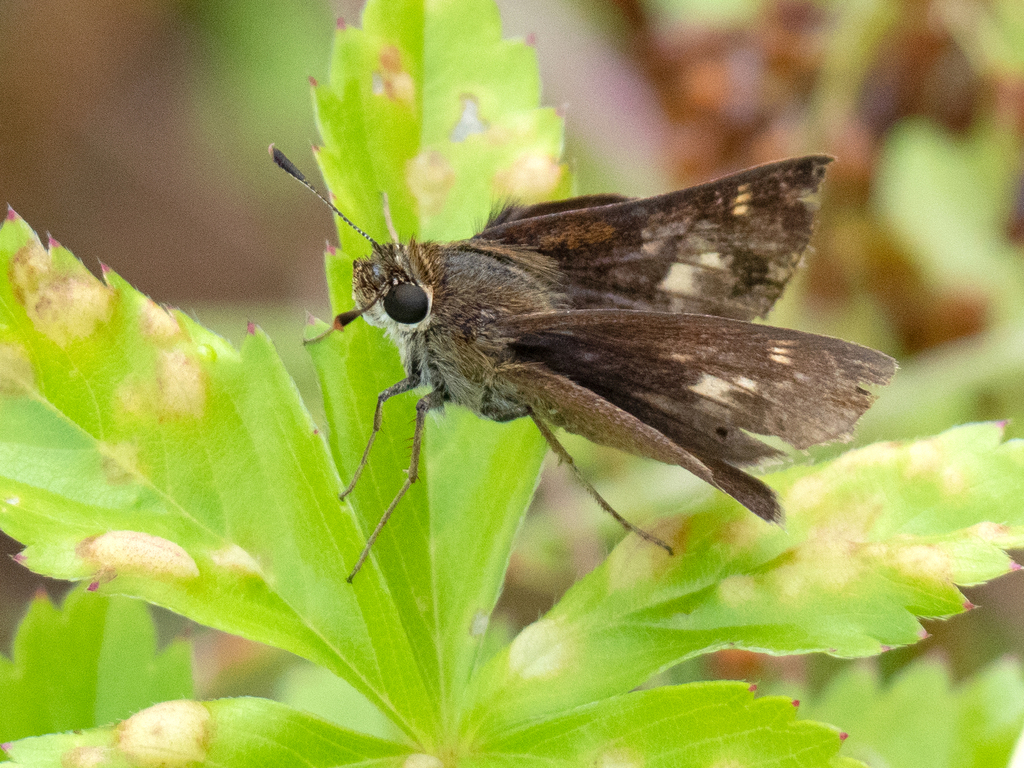 Hesperiina from Wheelerville Rd, Mendon, VT, USA on July 19, 2022 at 09