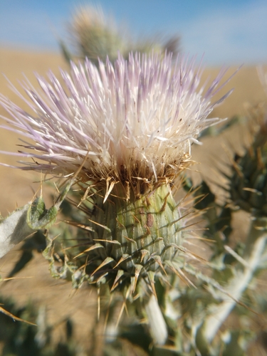 Image of Cirsium ochrocentrum by (c) Eric Watts, some rights reserved (CC BY)