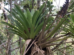 Vriesea macrostachya