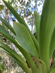 Vriesea macrostachya