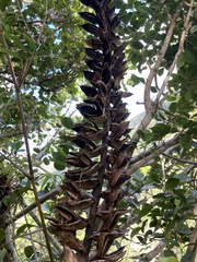 Vriesea macrostachya