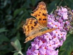 Polygonia c-album