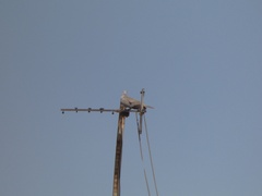 Streptopelia decaocto