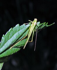 Anaulacomerina
