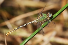 Erpetogomphus crotalinus