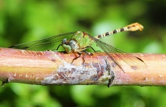 Erpetogomphus crotalinus