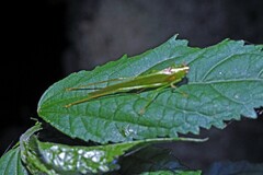 Anaulacomerina