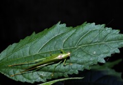 Anaulacomerina