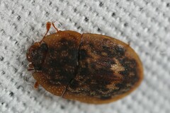 Lobiopa undulata