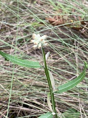 Pterocaulon pycnostachyum